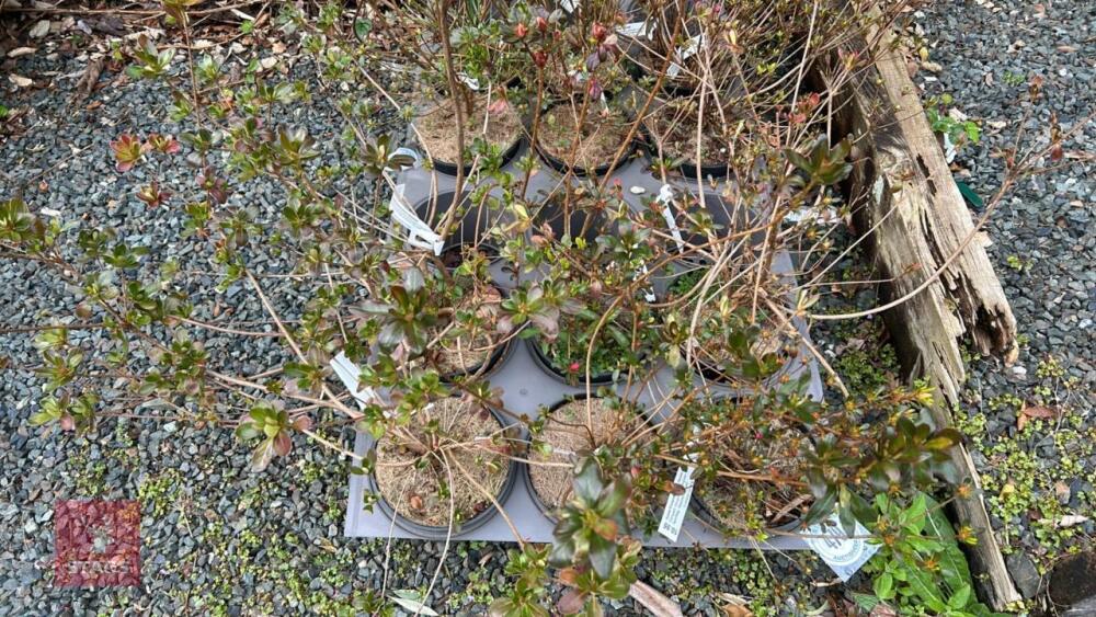 6 MIXED AZALEA EVERGREENS