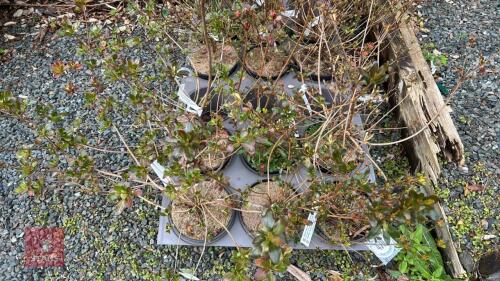 6 MIXED AZALEA EVERGREENS