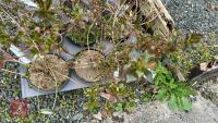 6 MIXED AZALEA EVERGREENS - 3