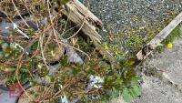6 MIXED AZALEA EVERGREENS - 4