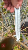 6 MIXED AZALEA EVERGREENS - 8