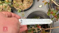 6 MIXED AZALEA EVERGREENS - 9