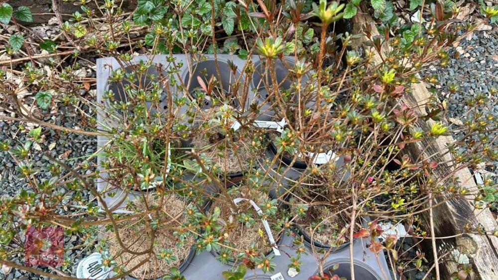 6 MIXED AZALEA EVERGREENS