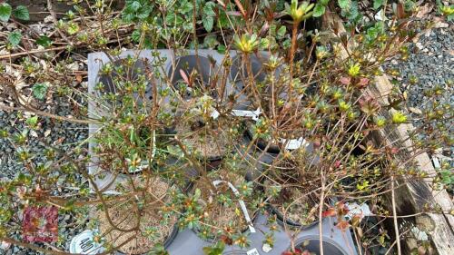 6 MIXED AZALEA EVERGREENS