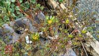 6 MIXED AZALEA EVERGREENS - 2