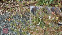 6 MIXED AZALEA EVERGREENS - 3