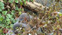 6 MIXED AZALEA EVERGREENS - 4