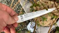6 MIXED AZALEA EVERGREENS - 6