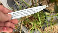 6 MIXED AZALEA EVERGREENS - 7