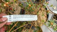6 MIXED AZALEA EVERGREENS - 9