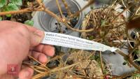 6 MIXED AZALEA EVERGREENS - 10