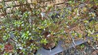11 MIXED AZALEA EVERGREENS - 2