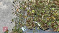 11 MIXED AZALEA EVERGREENS - 3