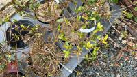 11 MIXED AZALEA EVERGREENS - 6