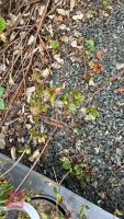 11 MIXED AZALEA EVERGREENS - 8