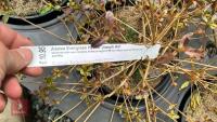 11 MIXED AZALEA EVERGREENS - 9