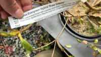 11 MIXED AZALEA EVERGREENS - 10
