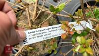 11 MIXED AZALEA EVERGREENS - 11