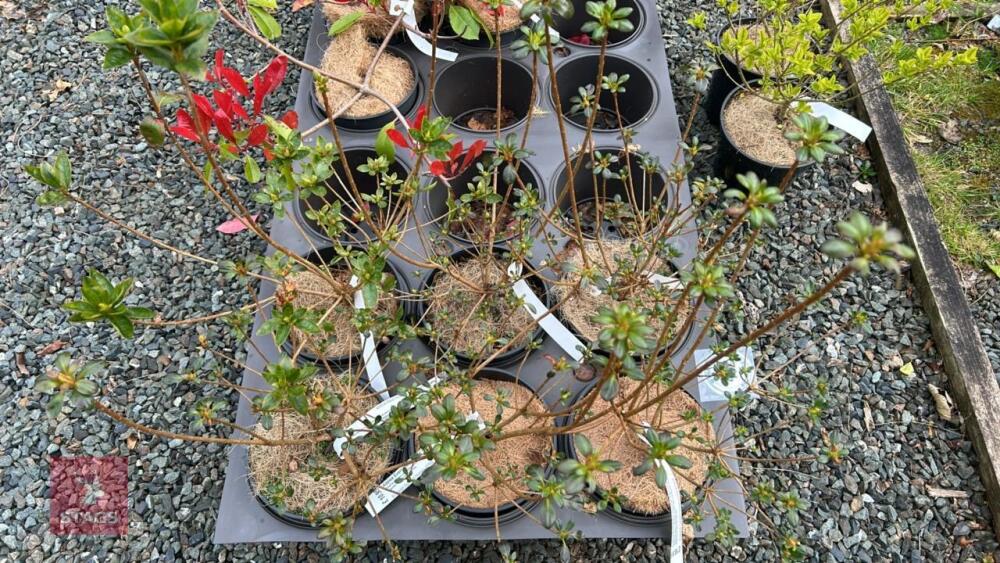 6 MIXED AZALEA EVERGREENS