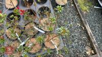 6 MIXED AZALEA EVERGREENS - 2