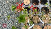 6 MIXED AZALEA EVERGREENS - 3