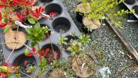 6 MIXED AZALEA EVERGREENS - 4