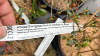 6 MIXED AZALEA EVERGREENS - 5