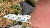 6 MIXED AZALEA EVERGREENS - 6