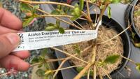 6 MIXED AZALEA EVERGREENS - 7