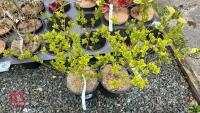 2 LIGUSTRUM OVALIFOLIUM 'AUREUM' SHRUBS