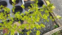 2 LIGUSTRUM OVALIFOLIUM 'AUREUM' SHRUBS - 2