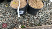 2 LIGUSTRUM OVALIFOLIUM 'AUREUM' SHRUBS - 3