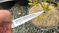 2 LIGUSTRUM OVALIFOLIUM 'AUREUM' SHRUBS - 4