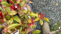 5 PHOTINA X FRASERI 'CANIVILY' SHRUBS - 2