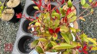5 PHOTINA X FRASERI 'CANIVILY' SHRUBS - 3