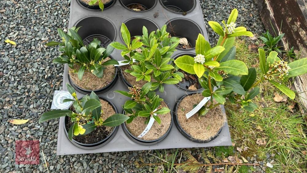 5 SKIMMIA JAPONICA 'NYMANS' SHRUBS