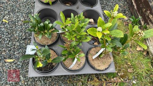 5 SKIMMIA JAPONICA 'NYMANS' SHRUBS