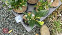 5 SKIMMIA JAPONICA 'NYMANS' SHRUBS - 2