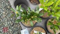 5 SKIMMIA JAPONICA 'NYMANS' SHRUBS - 3