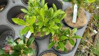 5 SKIMMIA JAPONICA 'NYMANS' SHRUBS - 4