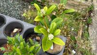 5 SKIMMIA JAPONICA 'NYMANS' SHRUBS - 5