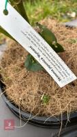 5 SKIMMIA JAPONICA 'NYMANS' SHRUBS - 6