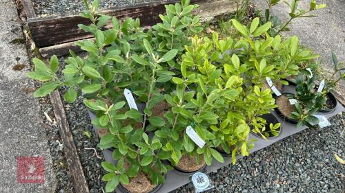 7 PITTOSPORUM BUCHANANII EVERGREEN SHRUB
