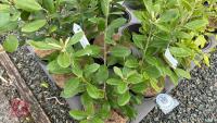 7 PITTOSPORUM BUCHANANII EVERGREEN SHRUB - 2