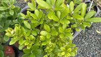 7 PITTOSPORUM BUCHANANII EVERGREEN SHRUB - 3