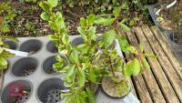 2 SHRUBS