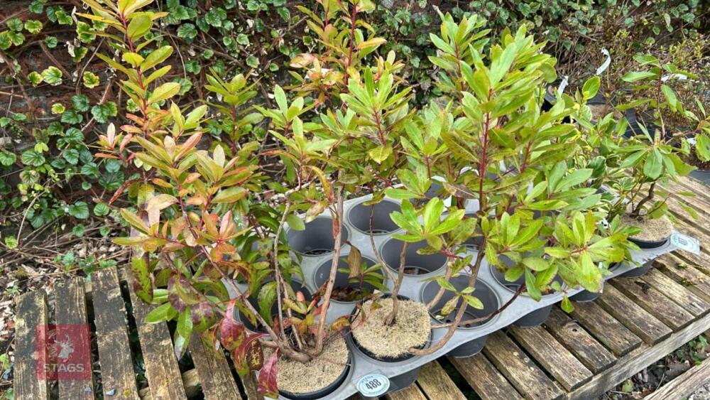 2 ARBUTUS UNEDO 'STRAWBERRY TREE'