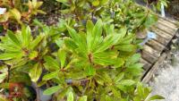 2 ARBUTUS UNEDO 'STRAWBERRY TREE' - 2