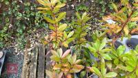 2 ARBUTUS UNEDO 'STRAWBERRY TREE' - 4