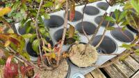 2 ARBUTUS UNEDO 'STRAWBERRY TREE' - 5